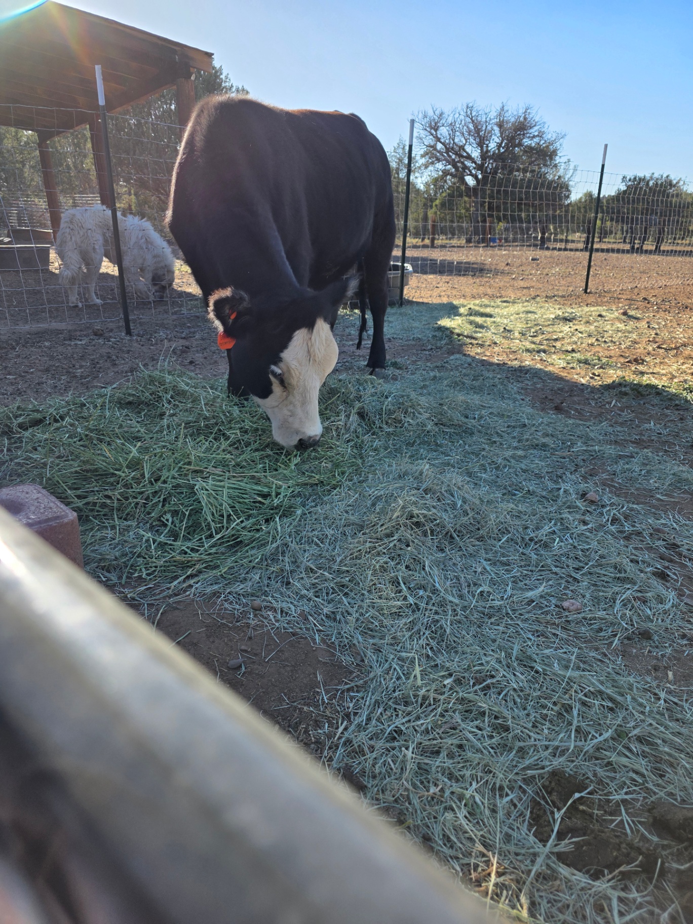 A black and white cow eating hay at Covenant Ranch with guardian dogs behind her